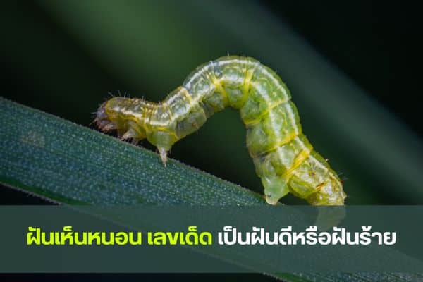 ฝันเห็นหนอน เลขเด็ด เป็นฝันดีหรือฝันร้าย