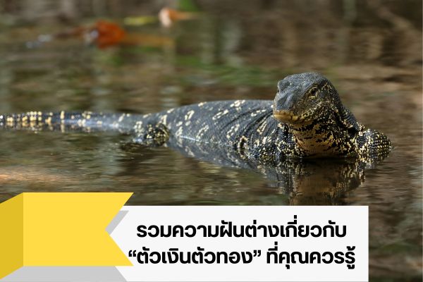 รวมความฝันต่างเกี่ยวกับ “ตัวเงินตัวทอง” ที่คุณควรรู้