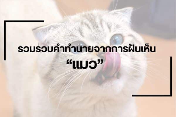 รวมรวบคำทำนายจากการฝันเห็น “แมว”